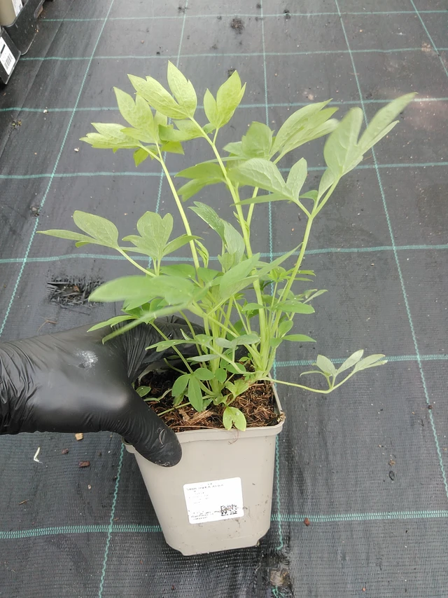 Corazón de María Alba - 1. 9. 2025