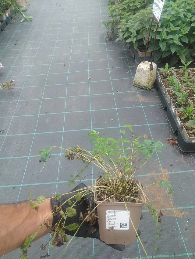 Luppio - 10. 9. 2025