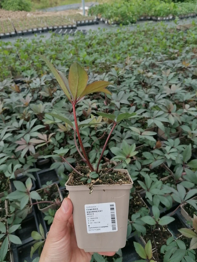 Jouluruusu Magnificent Bells - 2024