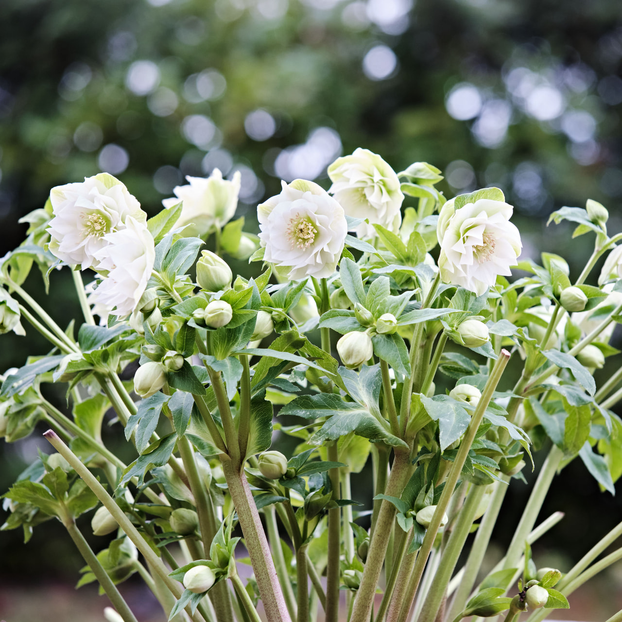 Jouluruusu Queens Double White, Loukykvět