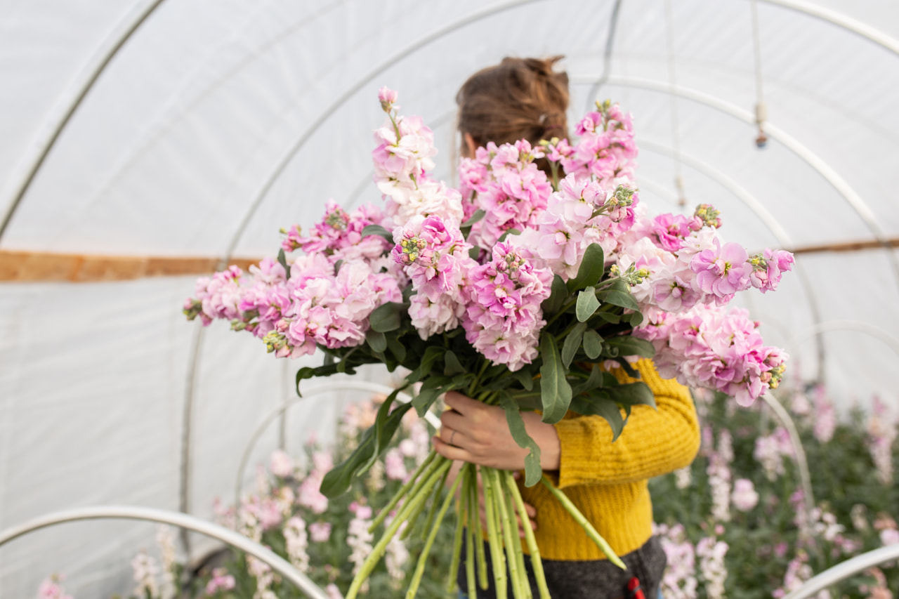 Levkoija Katz Cherry Blossom, Loukykvět