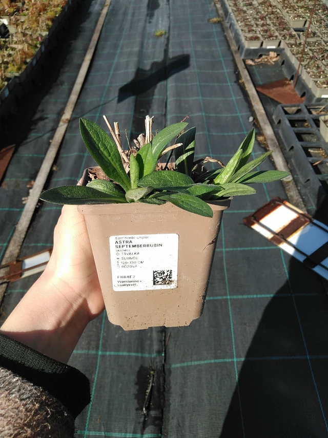 Syysasteri Septemberrubin - 7. 4. 2026