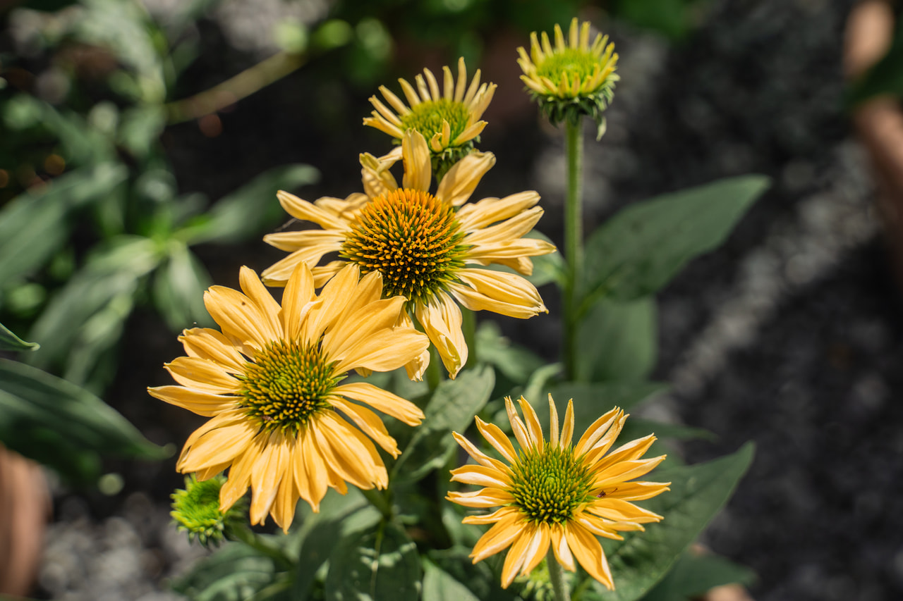 Punahattu Aloha, Loukykvět
