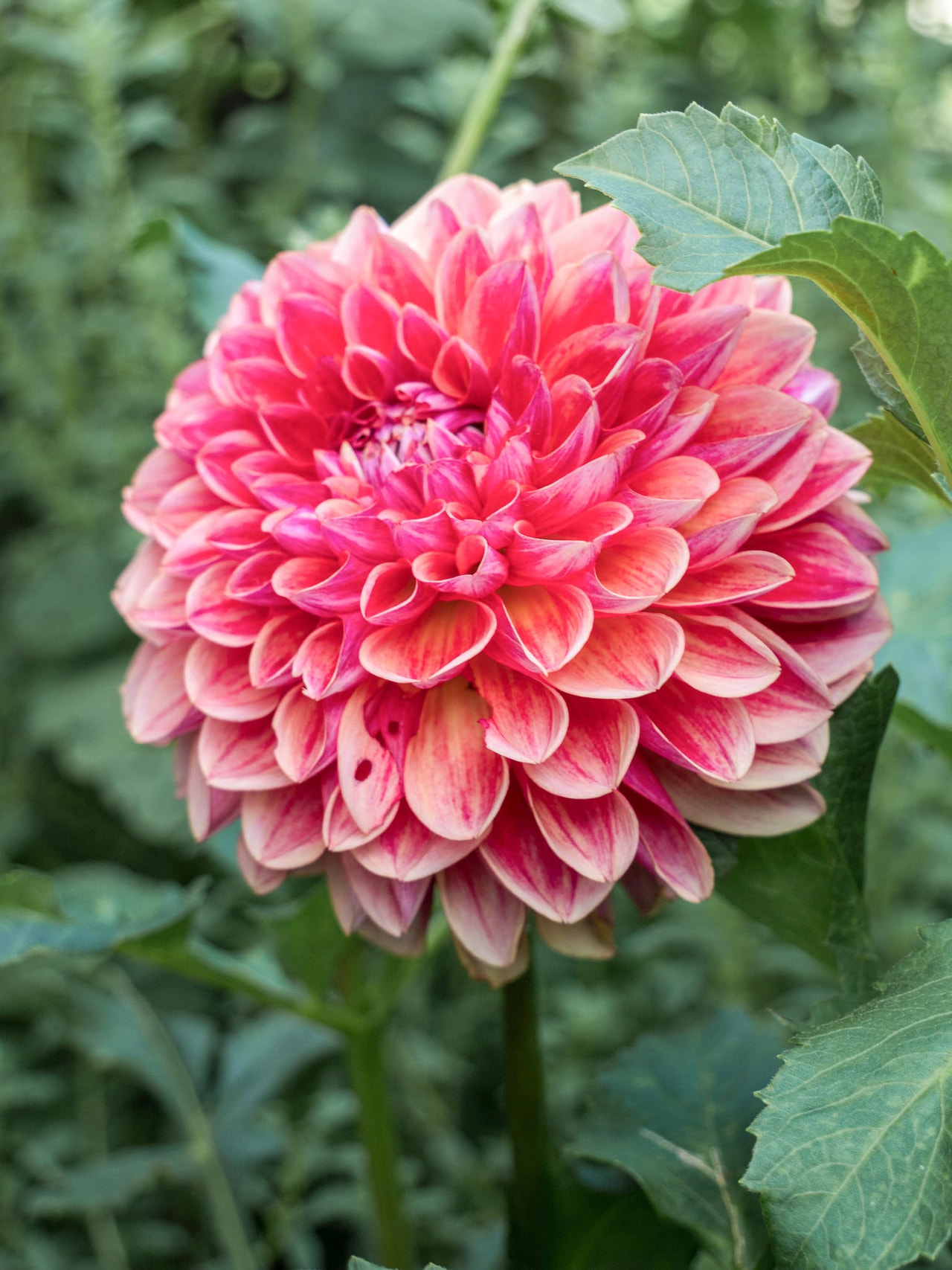 Daalia All That Jazz, Loukykvět