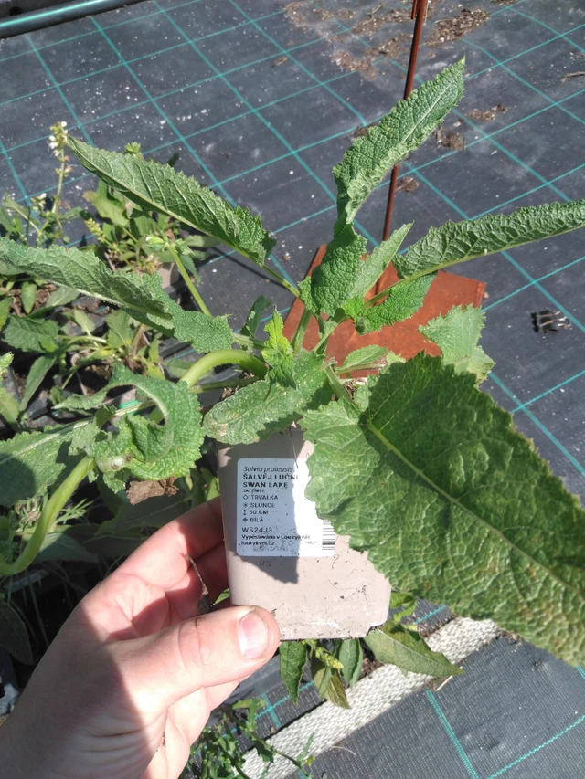 Salvia pratensis Swan Lake - 13. 5. 2025