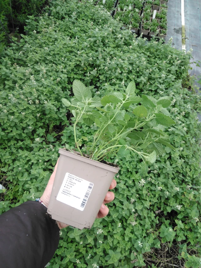 Kissanminttu Alba - 2024