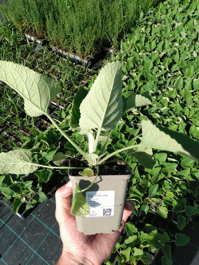 Phlomis Russeliana - 24. 6. 2025