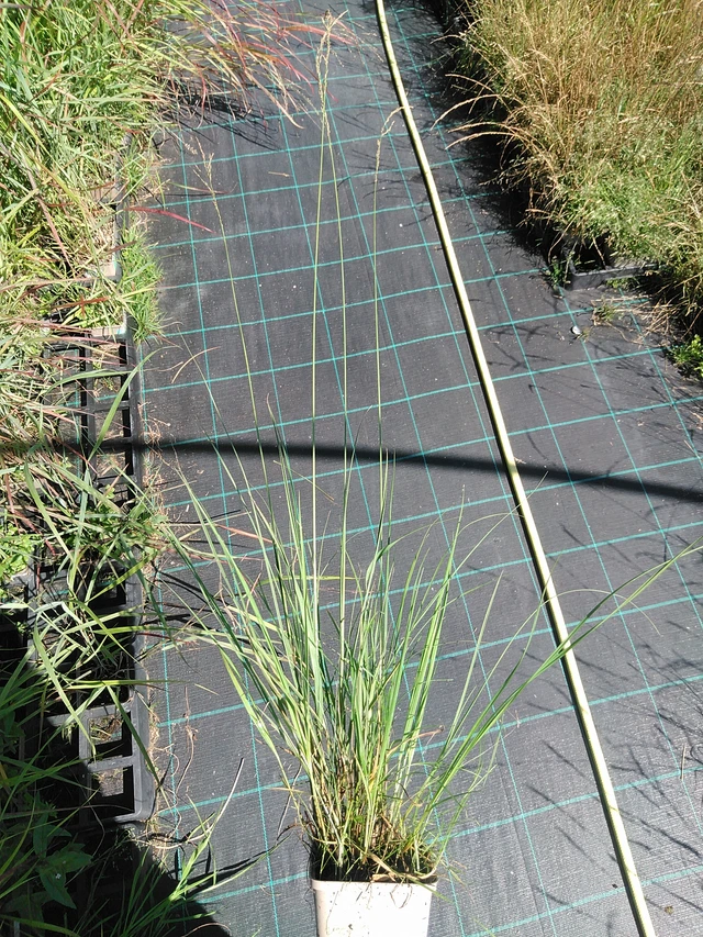 Molinia Edith Dudszus - 19. 8. 2025