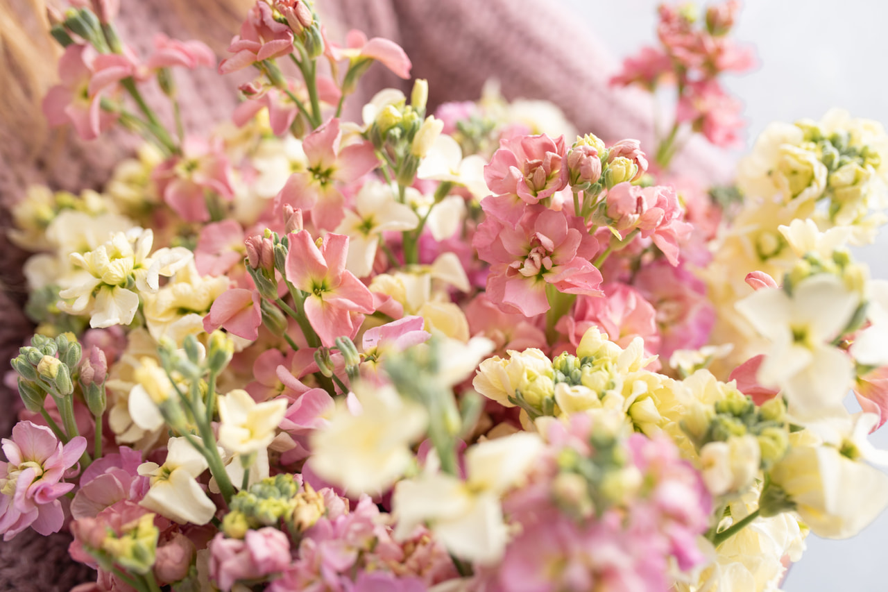 Alhelí StoX Vexta Bonbons Mix, Loukykvět