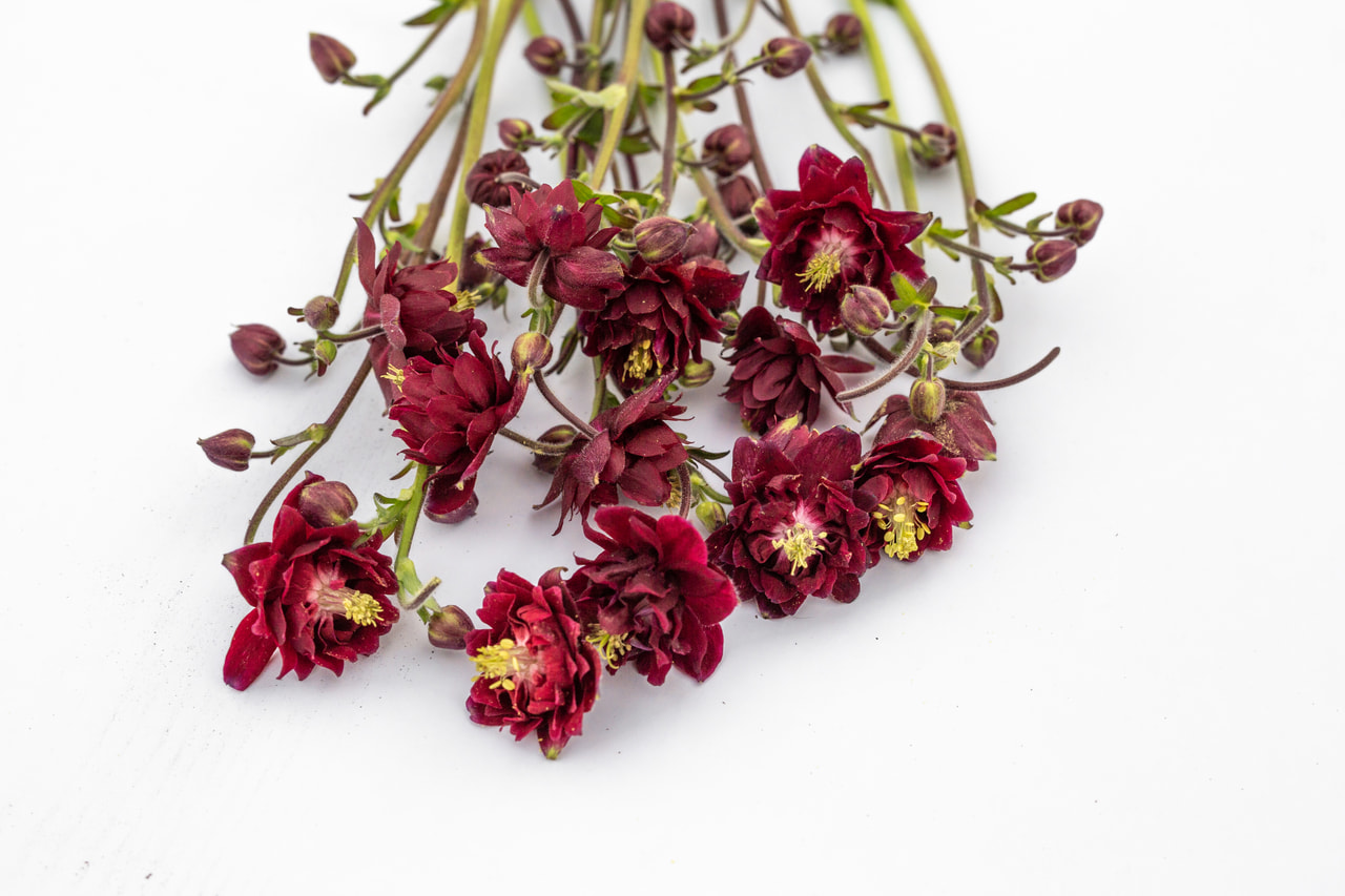 Hasekinkukka Bordeaux Barlow, Loukykvět