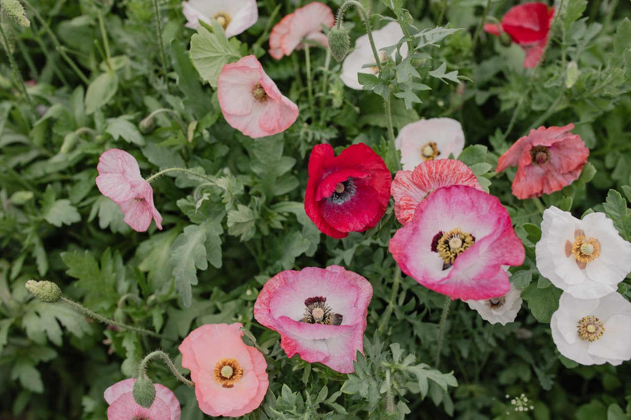 Klaproos Mother of Pearl, Loukykvět