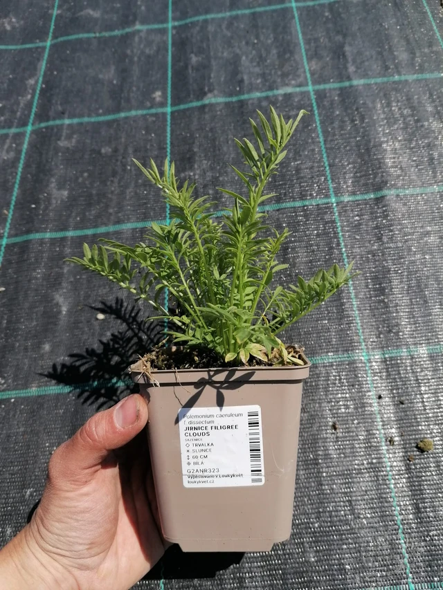 Sinilatva Filigree Clouds - 2024