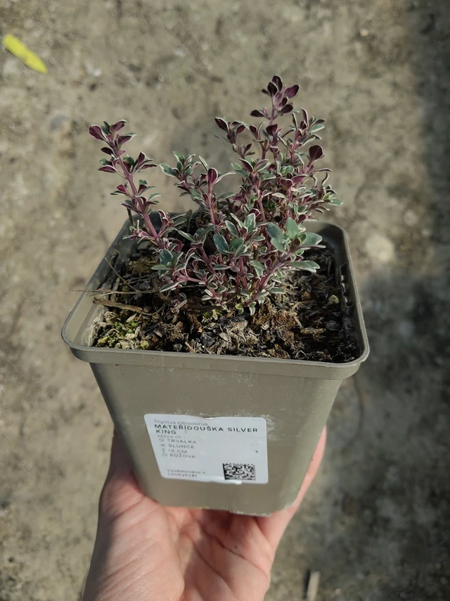 Ajuruoho Silver King - 27. 3. 2026