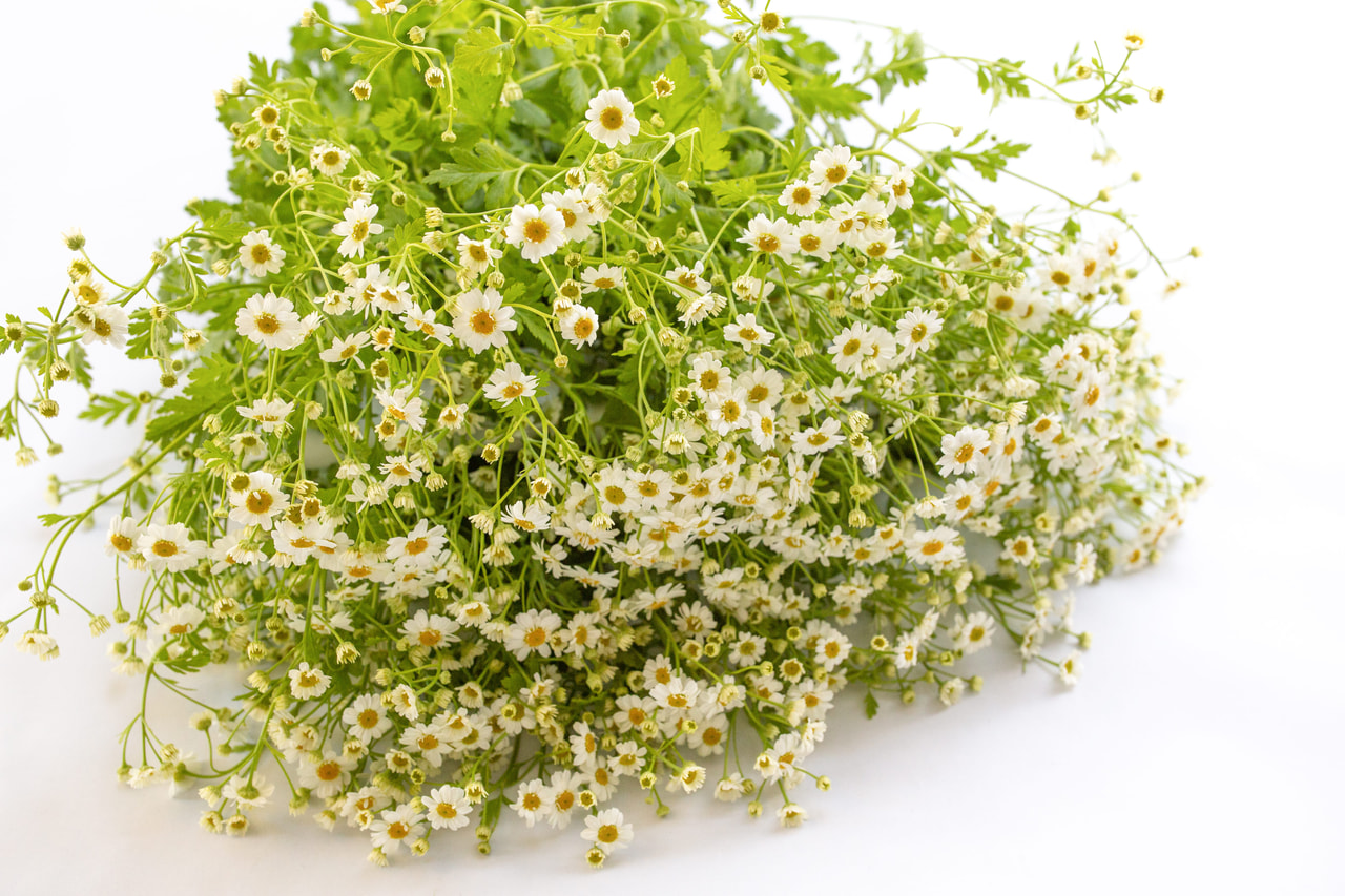 Reunuspietaryrtti Campagne, Loukykvět