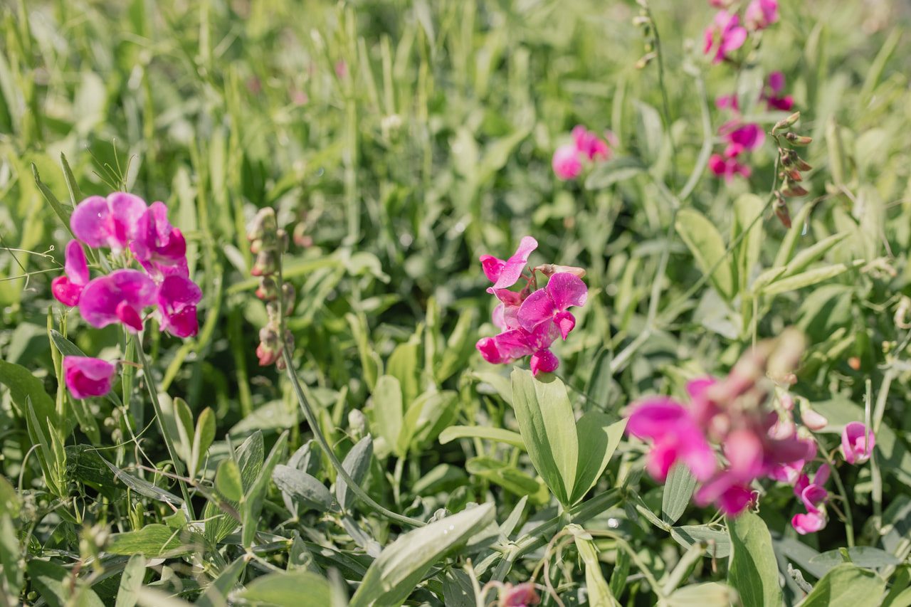 Tuoksuherne Red Pearl, Loukykvět