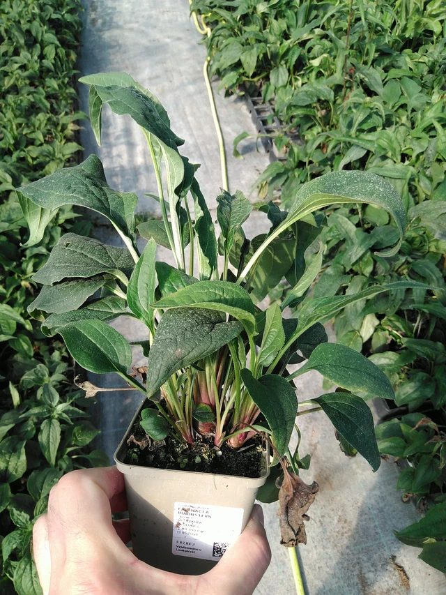 Punahattu Rubinstern - 19. 8. 2025