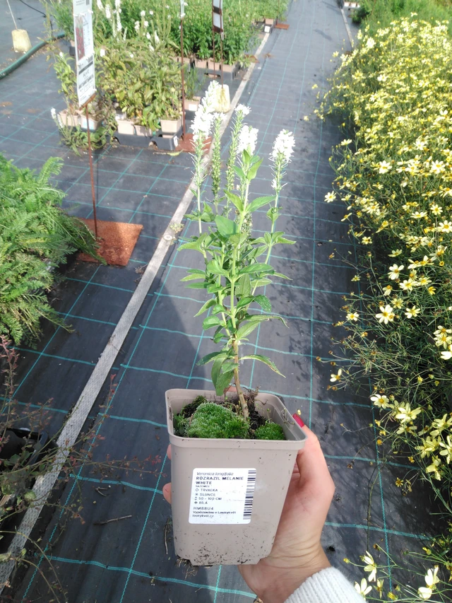 Tädyke Melanie White - 11. 9. 2025