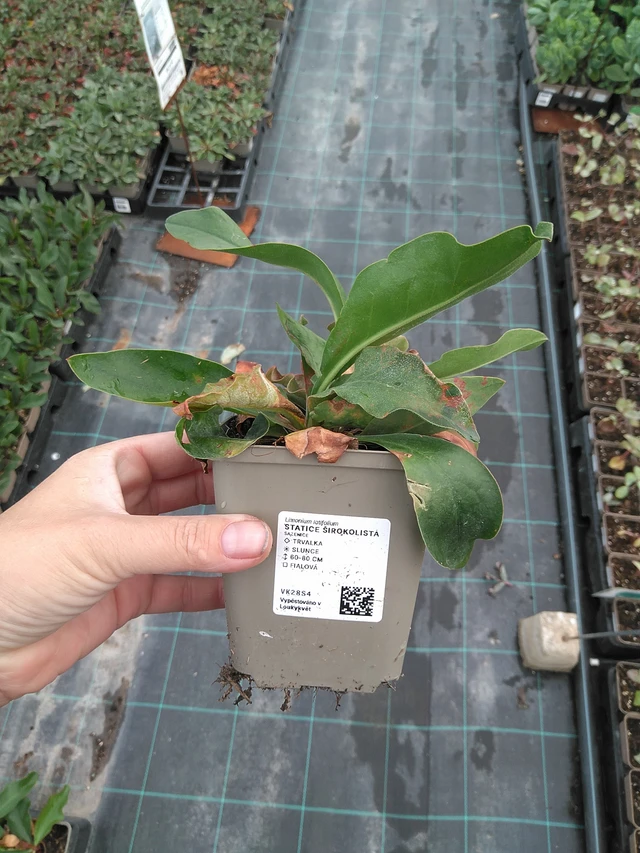 Hopeaikiviuhko - 11. 7. 2025