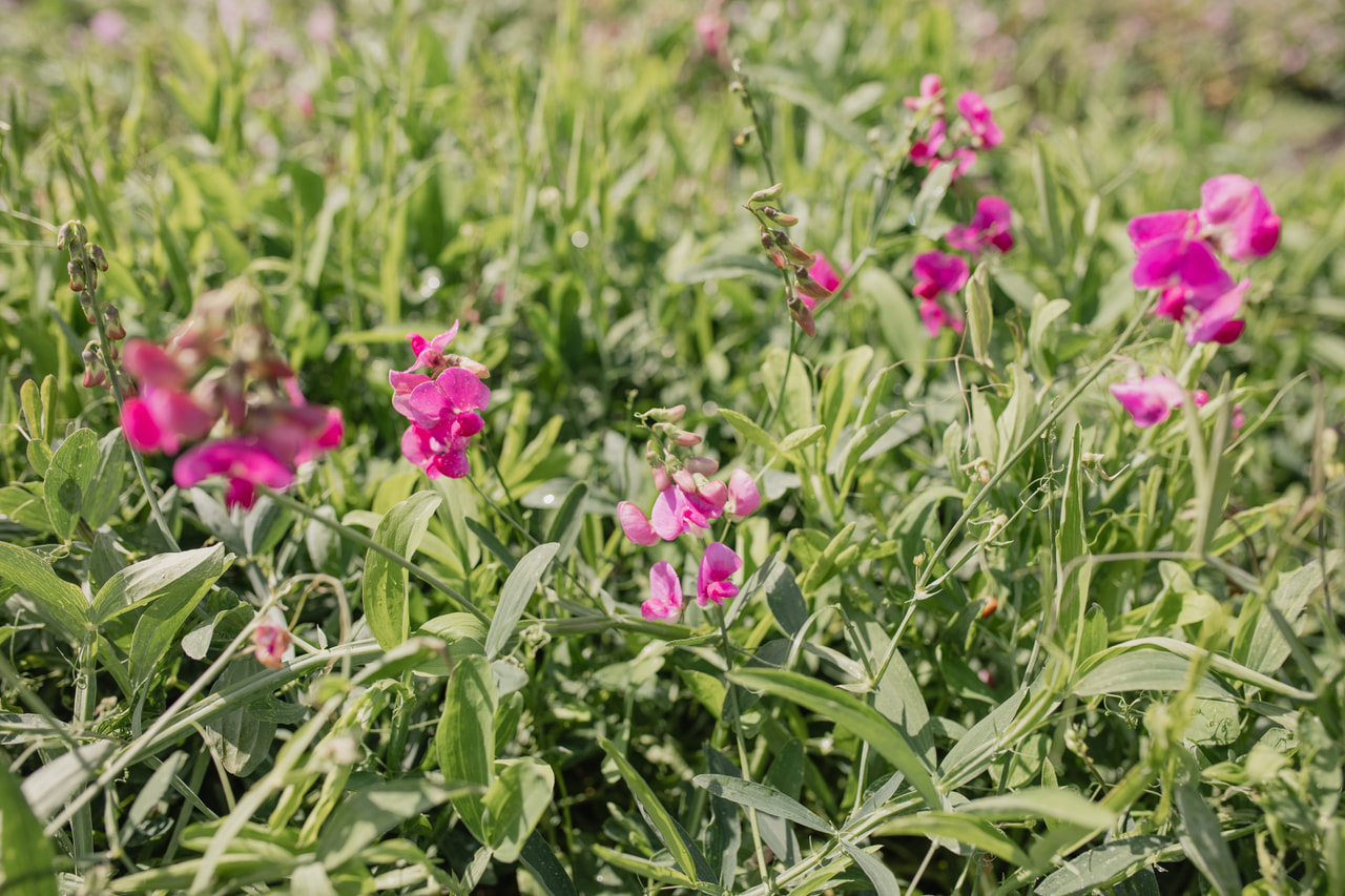Tuoksuherne Red Pearl, Loukykvět