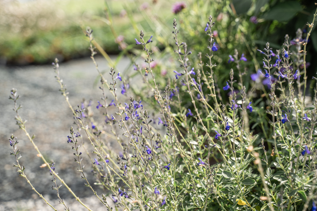 Salvia Blue Note, Loukykvět