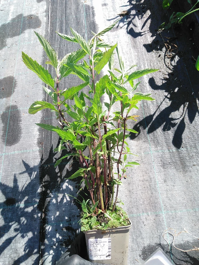 Verbena Pink Spires - 19. 8. 2025