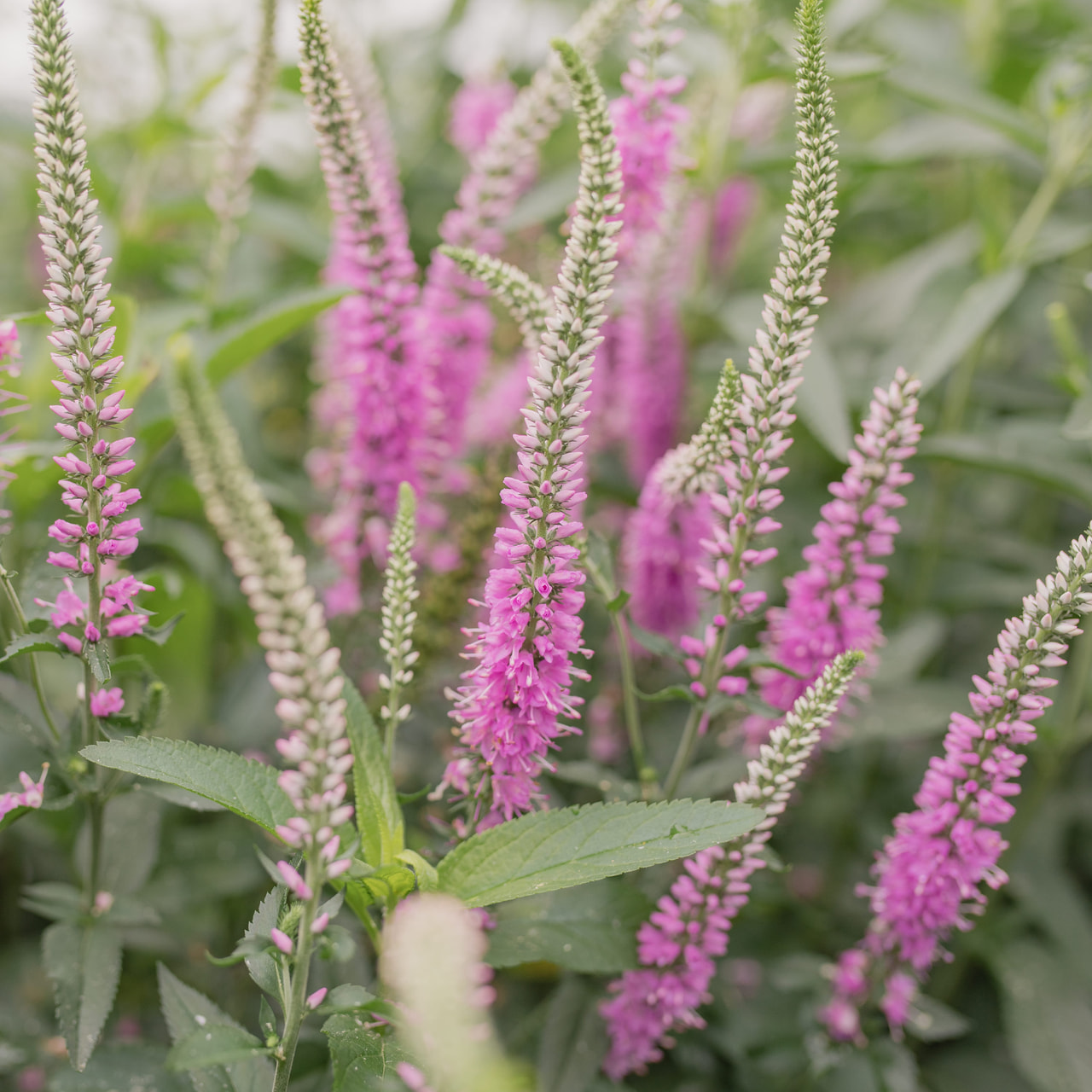 Tähkätädyke Skyler Pink, Loukykvět