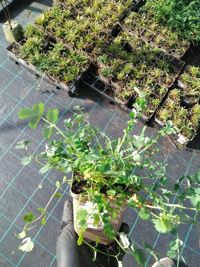 Pikkuluppio - 31. 10. 2025