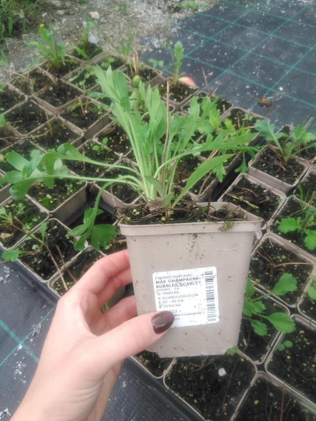 Unikko Champagne Bubbles Scarlet - 2024