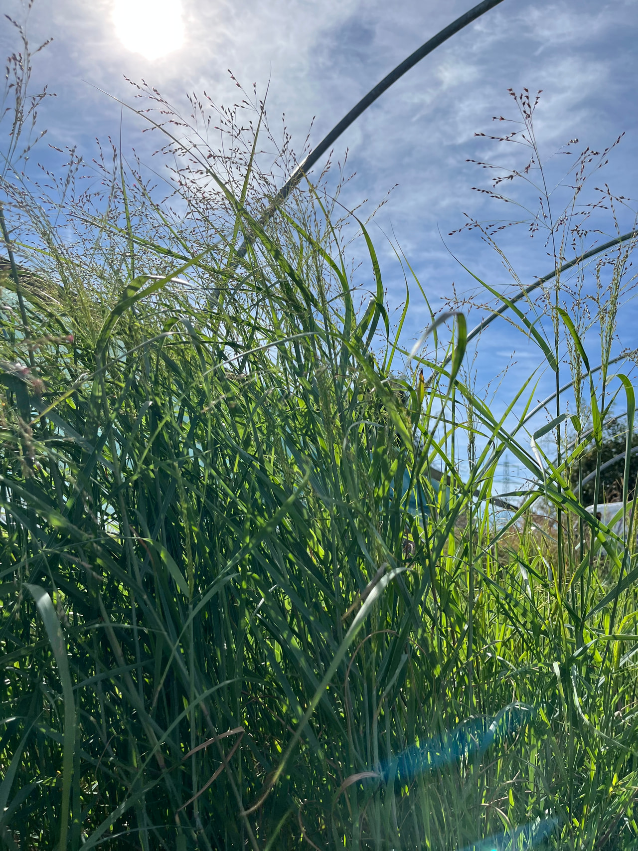 Lännenhirssi, Loukykvět