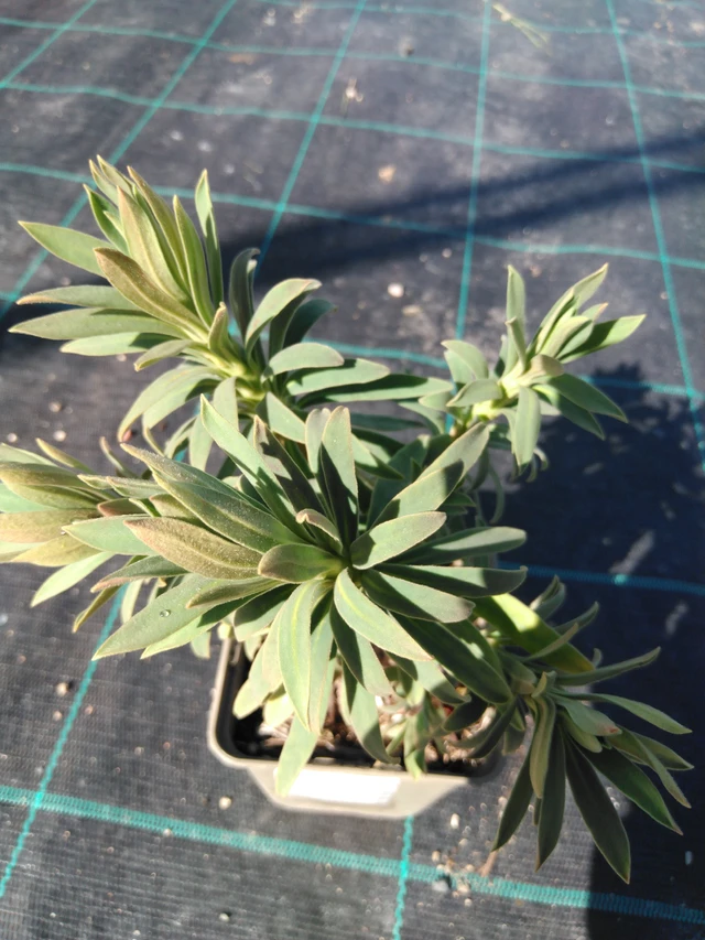 Euphorbia Wulfenii - 3. 4. 2025