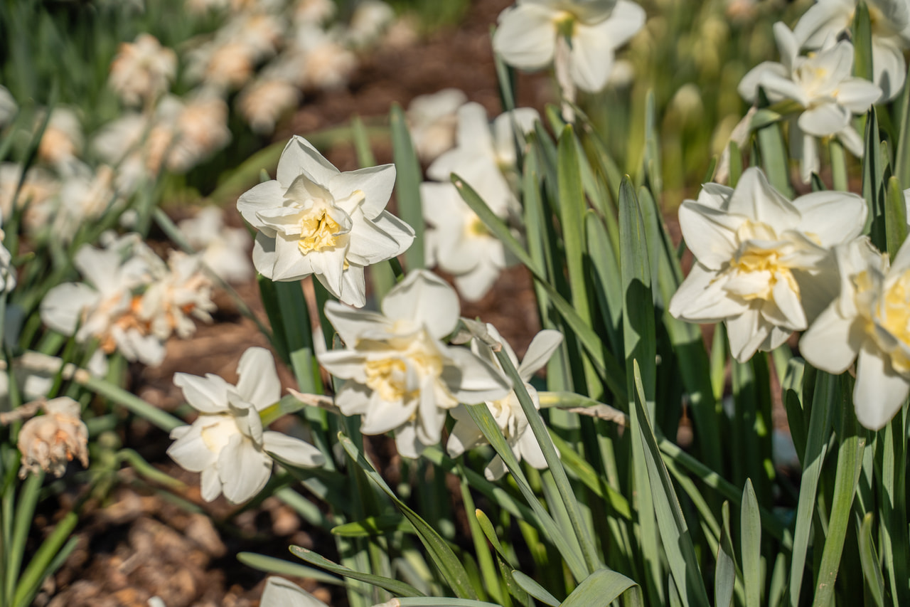 Narsissi Pink Champagne, Loukykvět