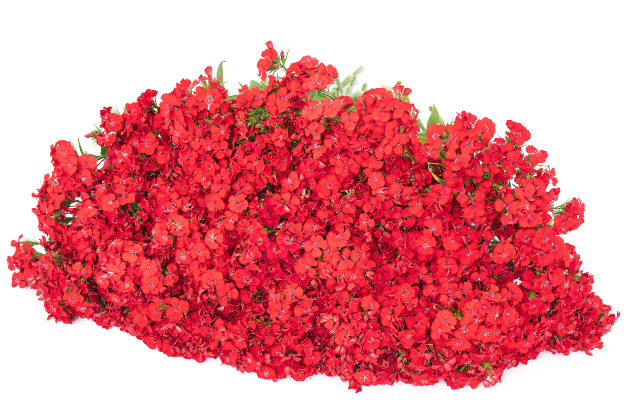 Clavel del poeta Sweet Scarlet, Loukykvět