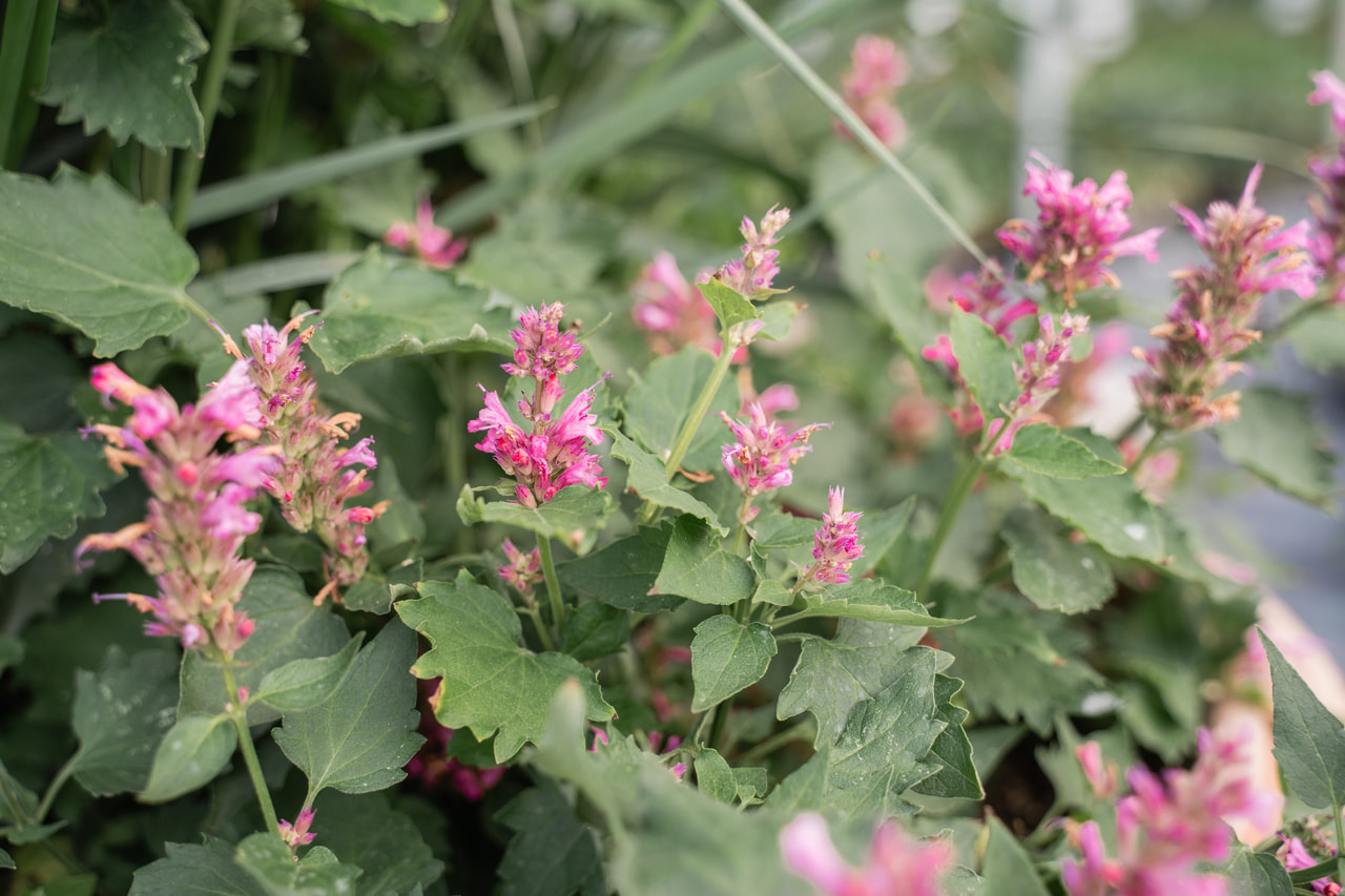 Agastache Danish Delight, Loukykvět