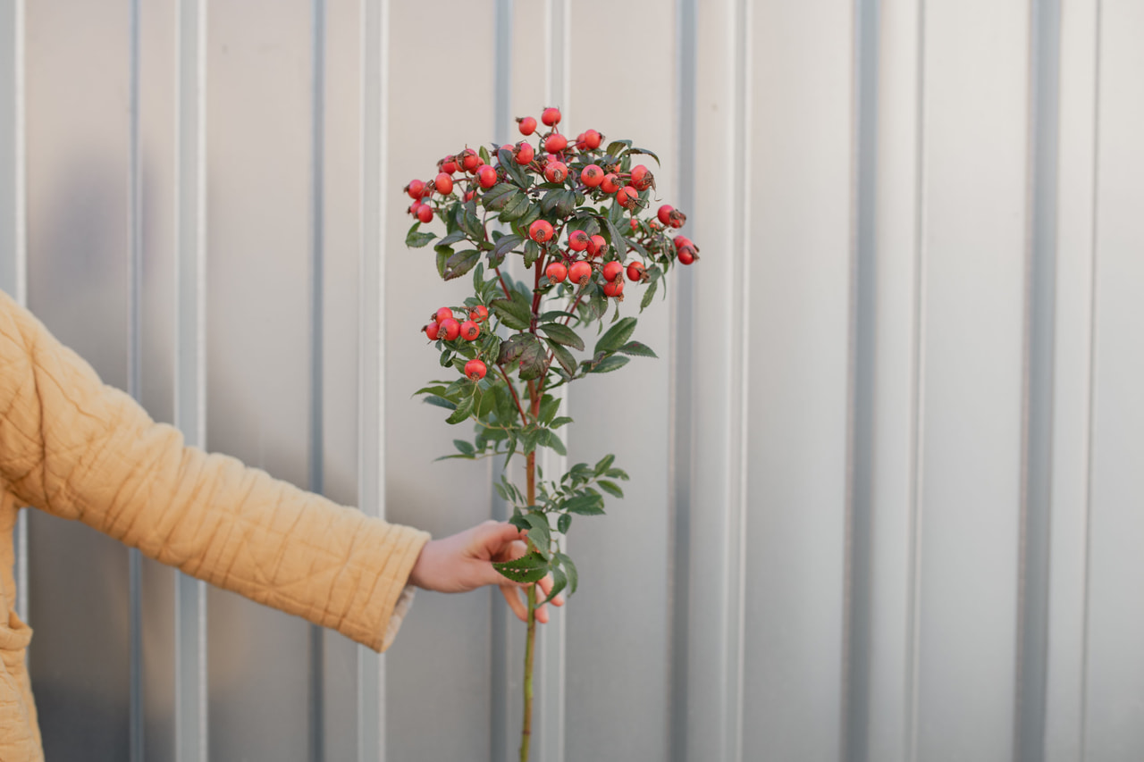 Rosa Magical Delight (Kolmade), Loukykvět