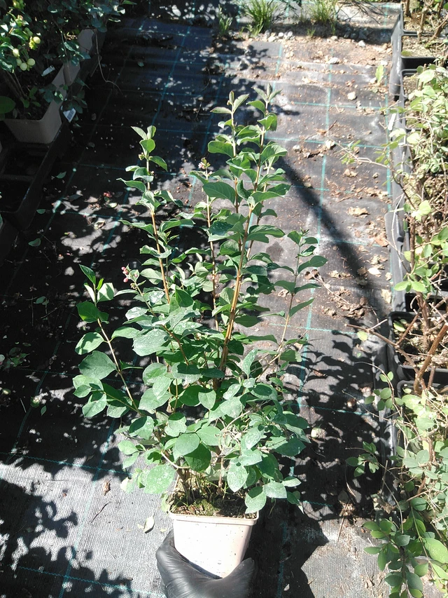 Symphoricarpos Magical Green Falls - 19. 8. 2025