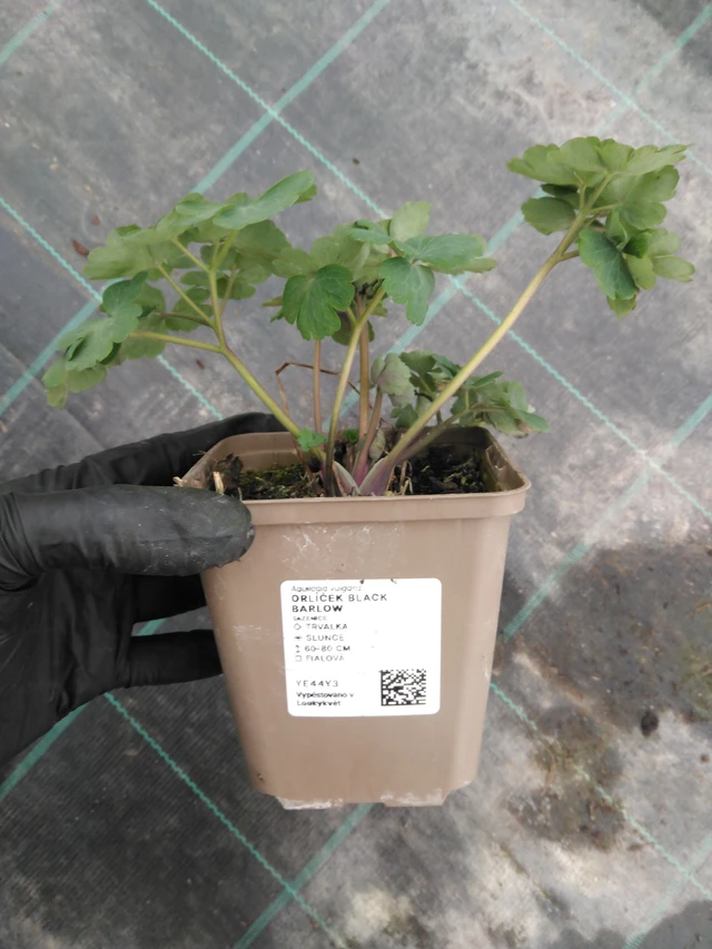 Lehtoakileija Black Barlow - 1. 4. 2026