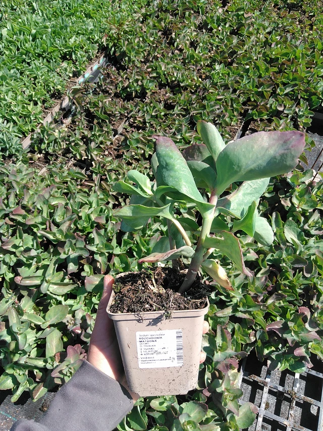 Sedum Matrona - 13. 5. 2025