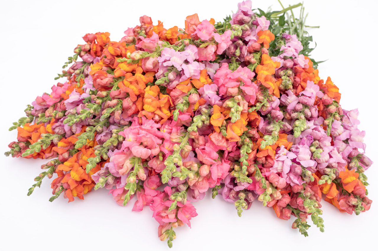 Snapdragon Potomac Hubba Bubba mix, Loukykvět