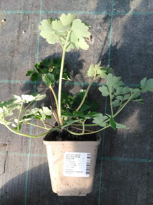 Lehtoakileija Blue Barlow - 3. 4. 2025