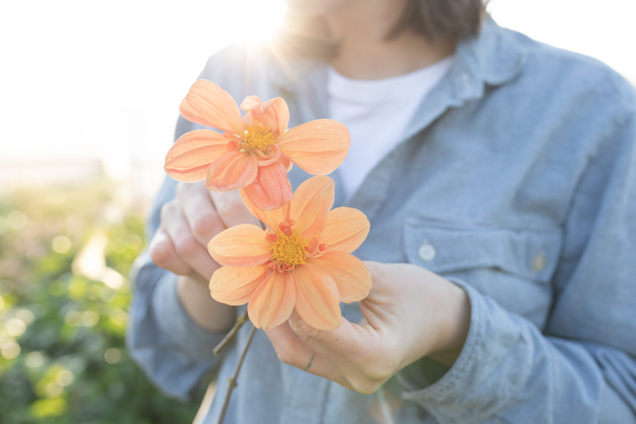 Daalia G.F. Hemerik, Loukykvět