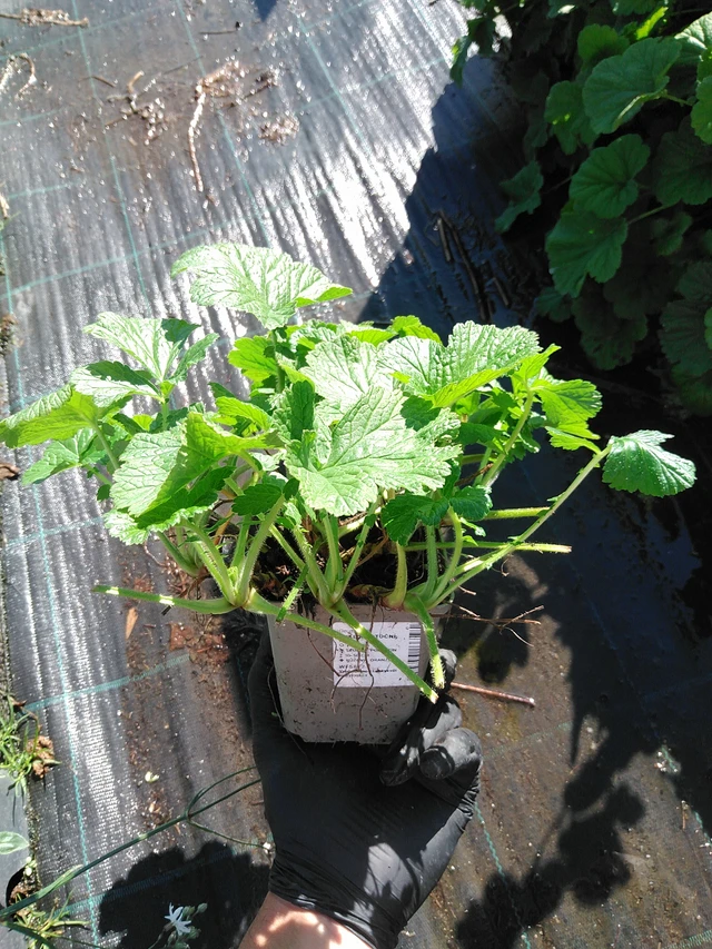 Ojakellukka - 19. 8. 2025