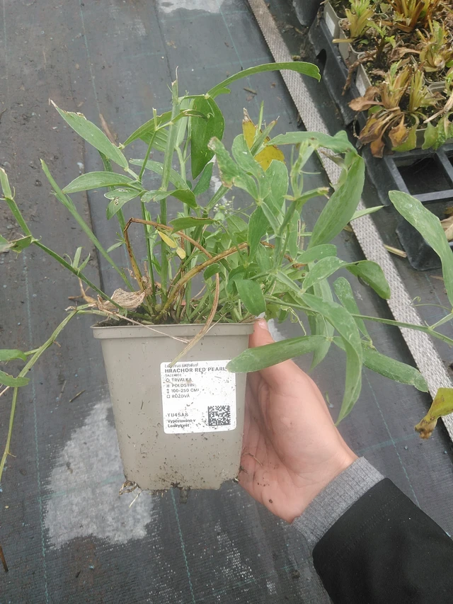 Tuoksuherne Red Pearl - 10. 10. 2025