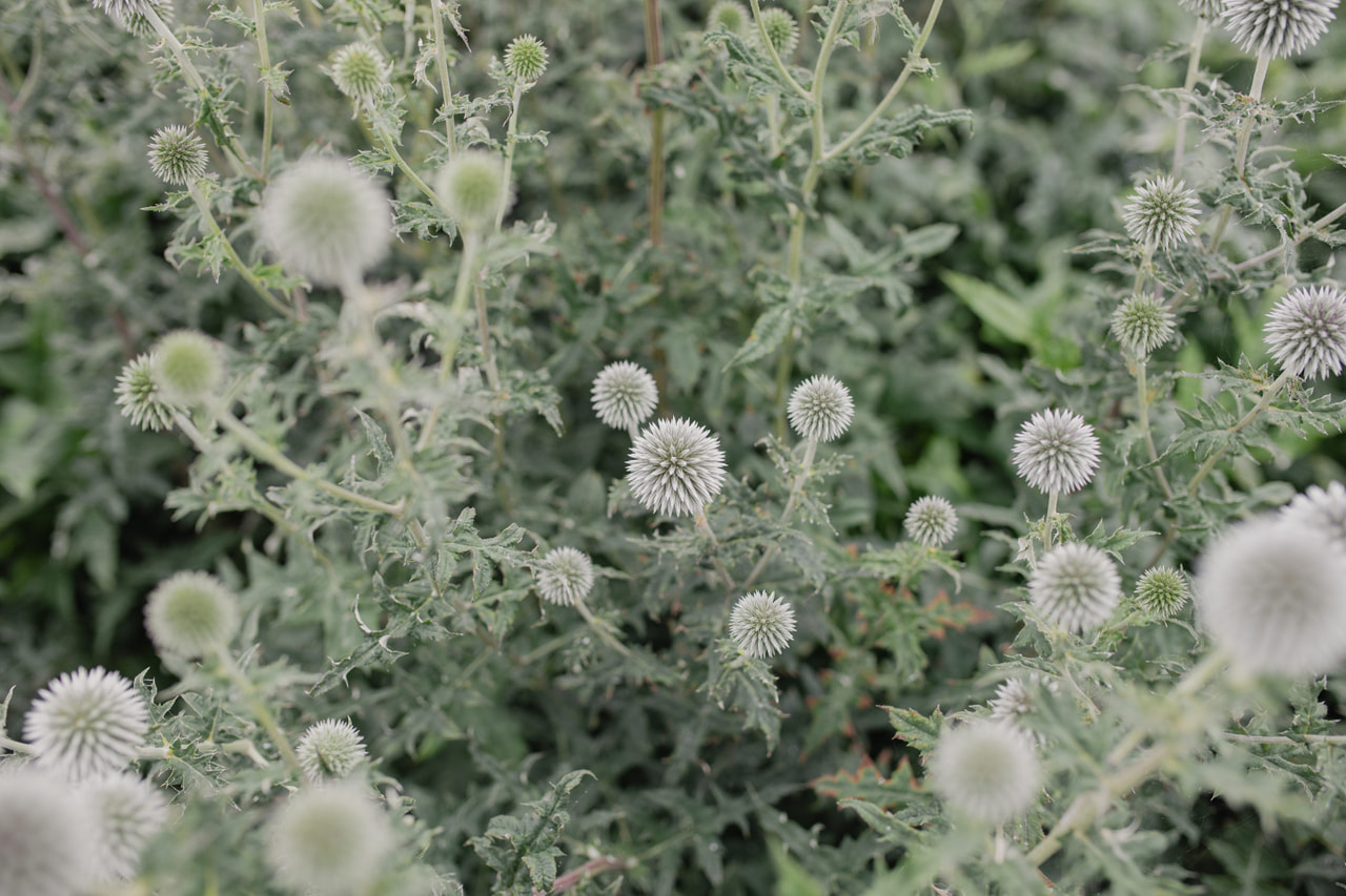 Sinipallo-ohdake Star Frost, Loukykvět