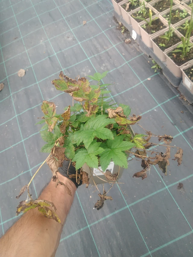 Filipendula Variegata - 10. 9. 2025