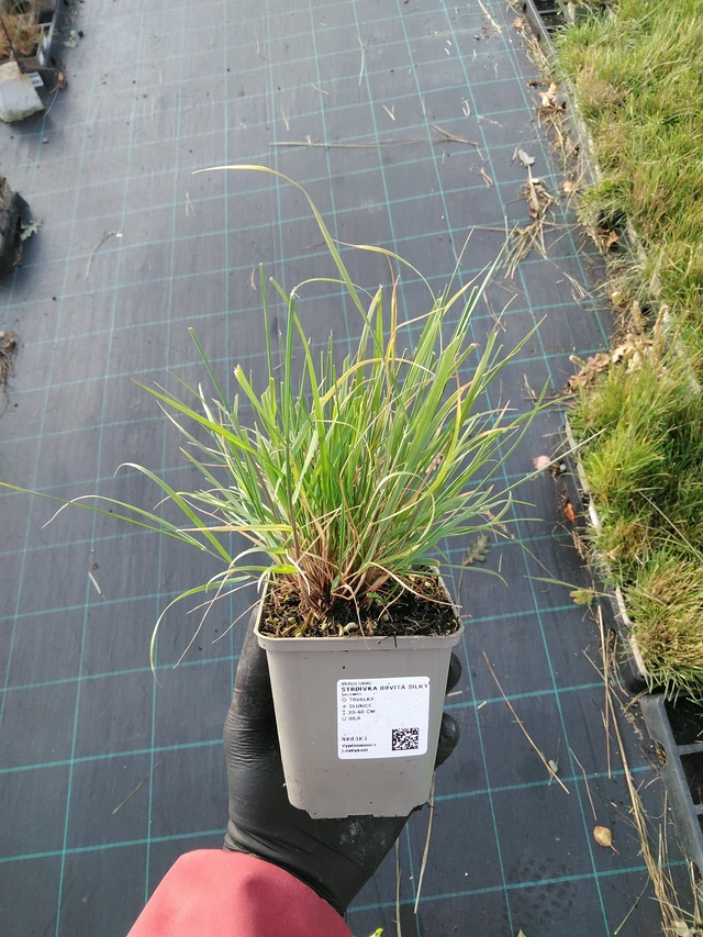 Tähkähelmikkä Silky - 31. 10. 2025