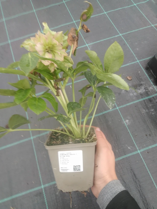 Jouluruusu Double Ellen Pink - 10. 10. 2025