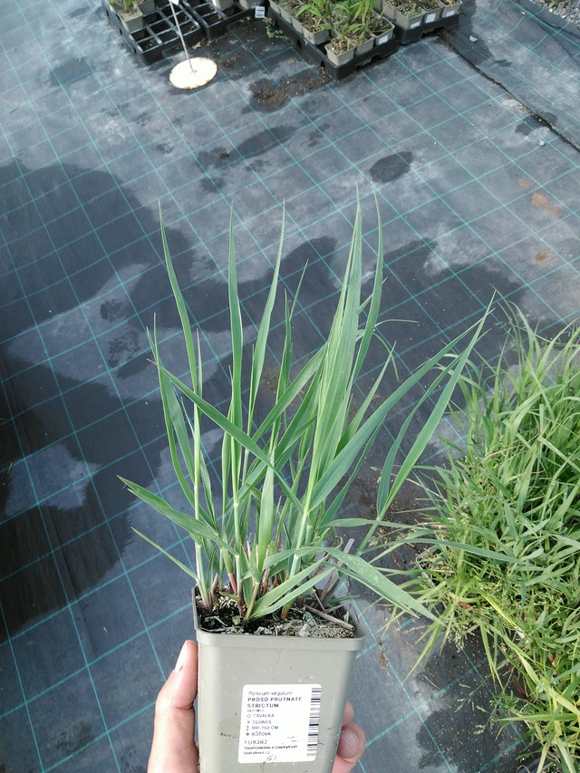 Virginianhirssi Strictum - 24. 6. 2025