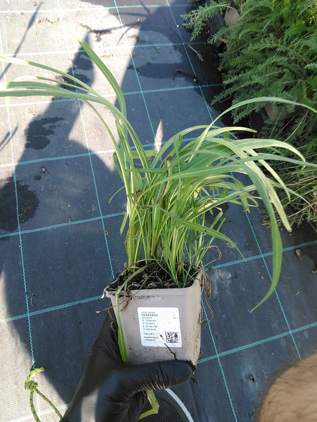 Punatähkä - 19. 8. 2025