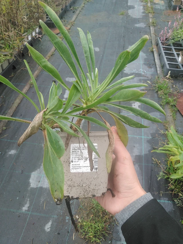 Partakello Twizzle White - 10. 10. 2025