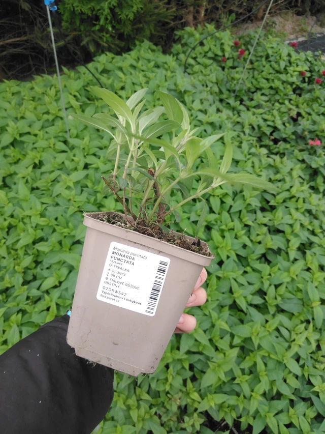 Monarda punctata - 2024